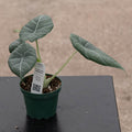Gabriella Plants Alocasia 4" Alocasia 'Maharani'