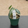 Gabriella Plants Alocasia 4" Alocasia ‘Mandalay’