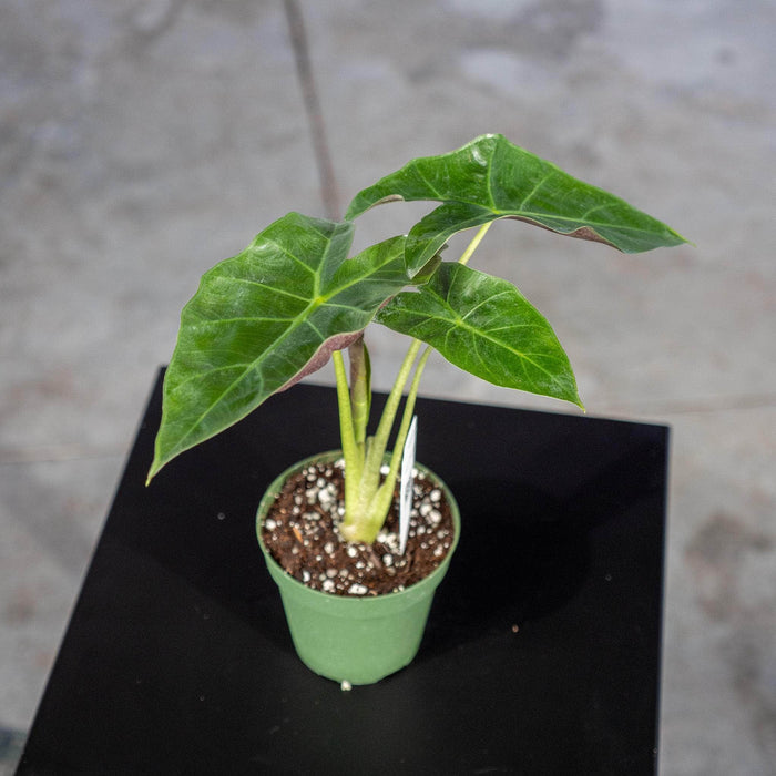 Gabriella Plants Alocasia 4" Alocasia 'Mayan Mask'