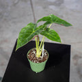 Gabriella Plants Alocasia 4" Alocasia 'Mayan Mask'