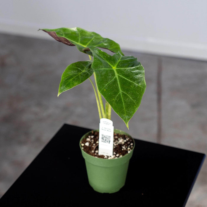 Gabriella Plants Alocasia 4" Alocasia 'Mayan Mask'