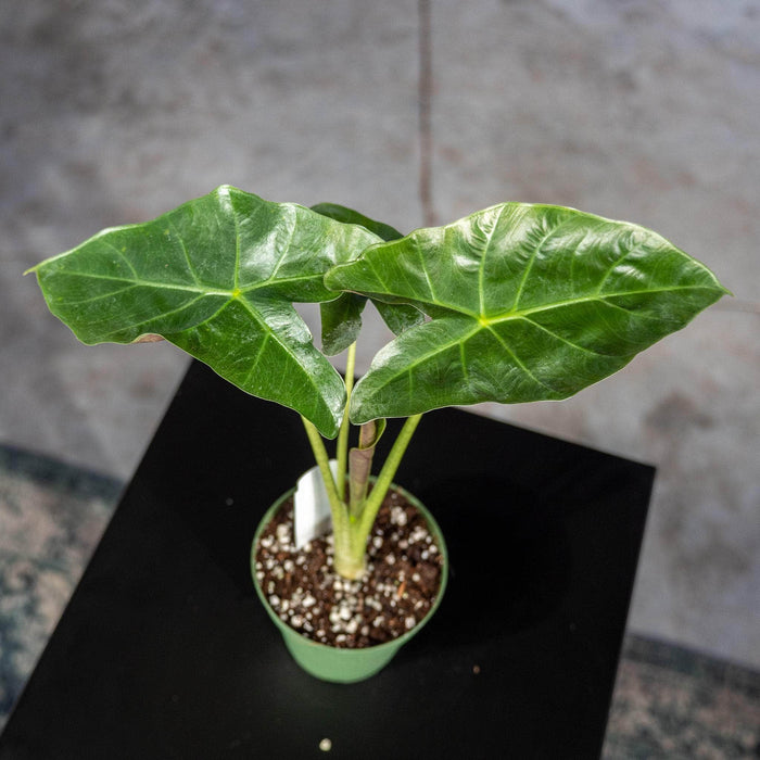 Gabriella Plants Alocasia 4" Alocasia 'Mayan Mask'