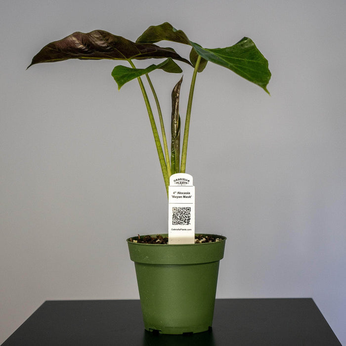 Gabriella Plants Alocasia 4" Alocasia 'Mayan Mask'