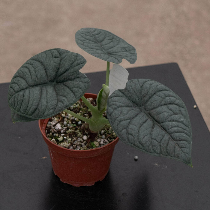 Gabriella Plants Alocasia 4" Alocasia melo