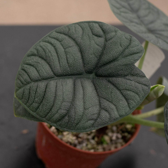 Gabriella Plants Alocasia 4" Alocasia melo