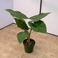 Gabriella Plants Alocasia 4" Alocasia 'Metalhead'