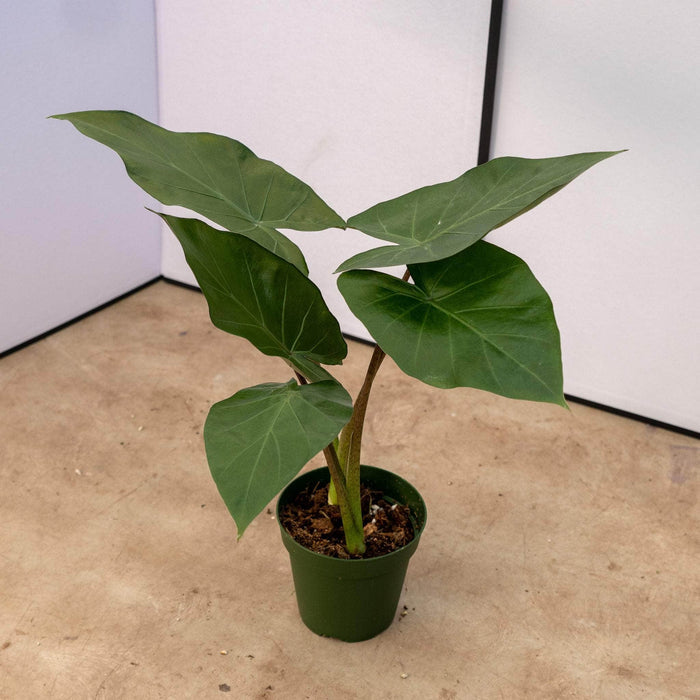 Gabriella Plants Alocasia 4" Alocasia 'Metalhead'