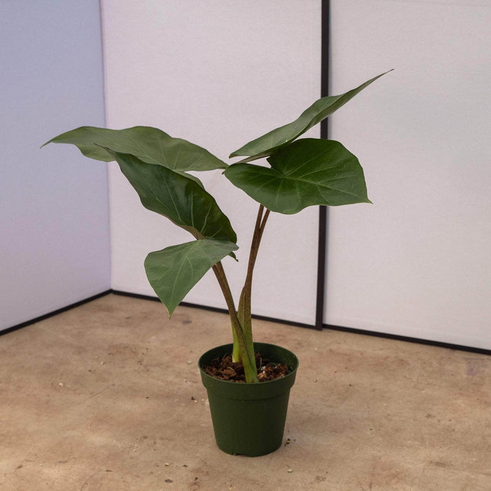 Gabriella Plants Alocasia 4" Alocasia 'Metalhead'