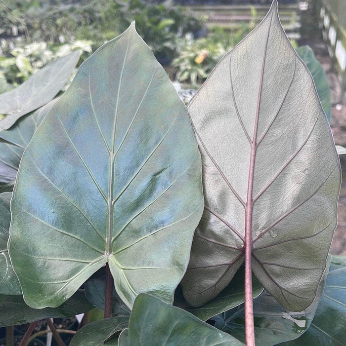 Gabriella Plants Alocasia 4" Alocasia 'Metalhead'