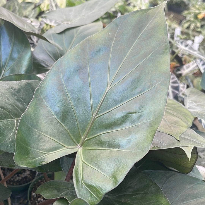 Gabriella Plants Alocasia 4" Alocasia 'Metalhead'