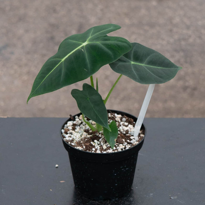 Gabriella Plants Alocasia 4" Alocasia micholitziana 'Frydek'