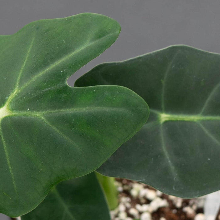 Gabriella Plants Alocasia Alocasia micholitziana 'Frydek'