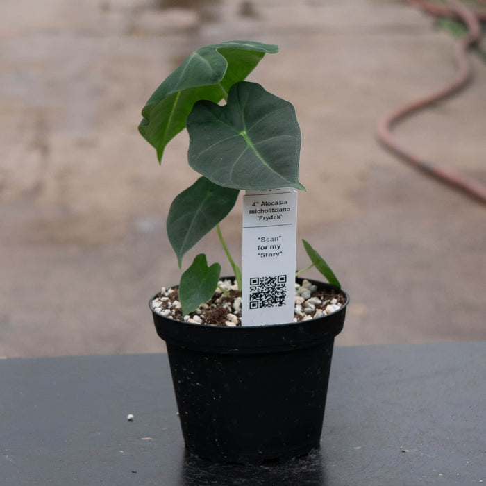 Gabriella Plants Alocasia Alocasia micholitziana 'Frydek'