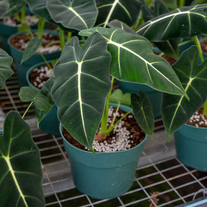 Gabriella Plants Alocasia 6" Alocasia micholitziana 'Frydek'