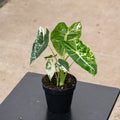 Gabriella Plants Alocasia 4" Alocasia micholitziana variegated 'Frydek'
