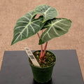 Gabriella Plants Alocasia 4" Alocasia 'Morocco' “Pink Dragon”