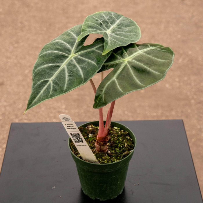 Gabriella Plants Alocasia 4" Alocasia 'Morocco' “Pink Dragon”