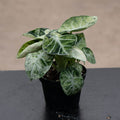 Gabriella Plants Alocasia 4" Alocasia  'Ninja Tricolor'