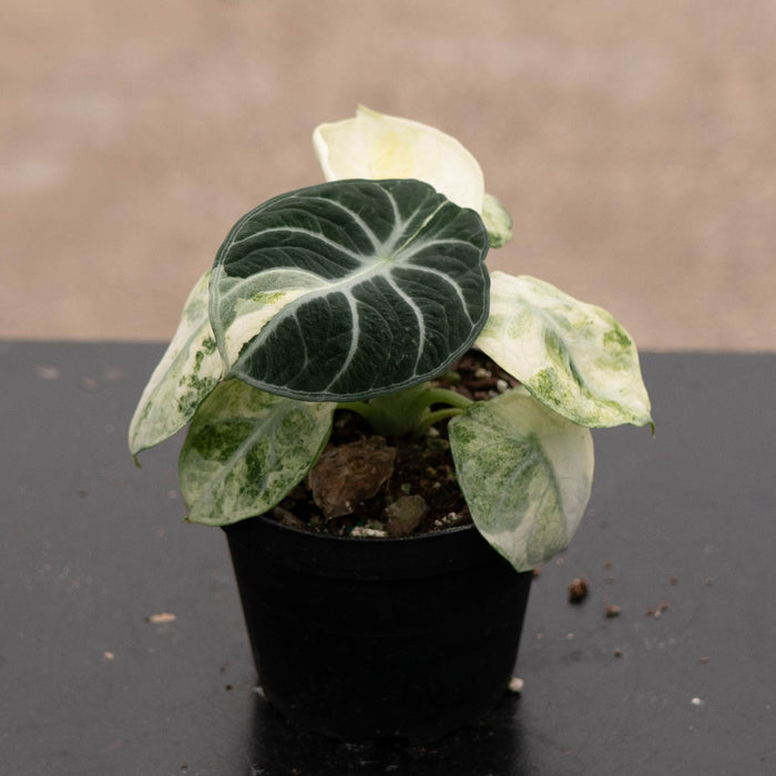 Gabriella Plants Alocasia 4" Alocasia  'Ninja Tricolor'