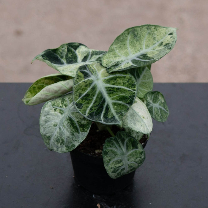 Gabriella Plants Alocasia 4" Alocasia  'Ninja Tricolor'