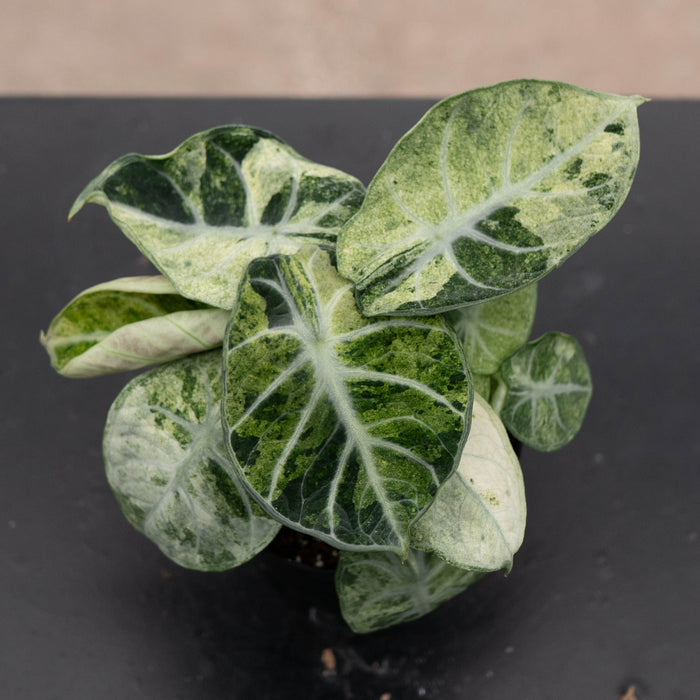 Gabriella Plants Alocasia 4" Alocasia  'Ninja Tricolor'