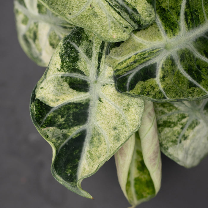 Gabriella Plants Alocasia 4" Alocasia  'Ninja Tricolor'