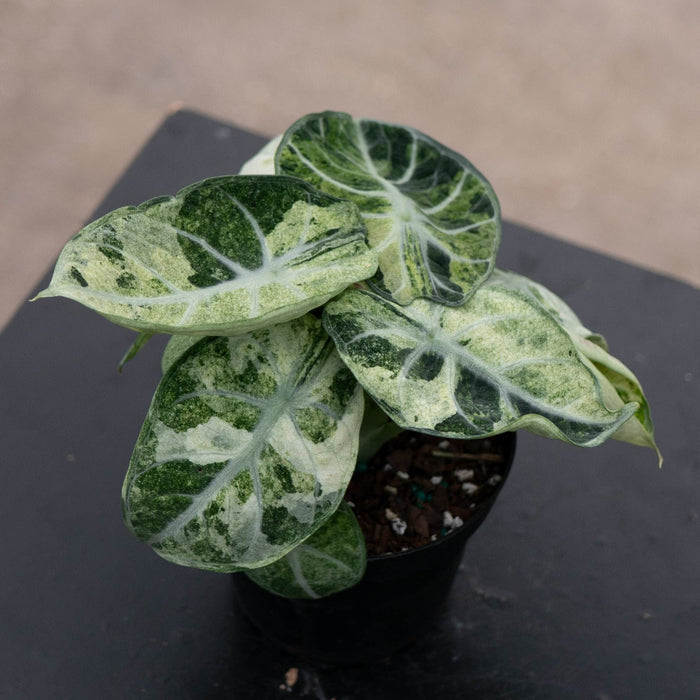 Gabriella Plants Alocasia 4" Alocasia  'Ninja Tricolor'