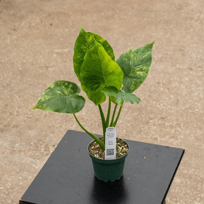 Gabriella Plants Alocasia 4" Alocasia odora aurea variegated