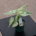 Gabriella Plants Alocasia 4" Alocasia odora 'Batik'