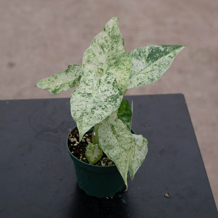 Gabriella Plants Alocasia 4" Alocasia odora 'Batik'