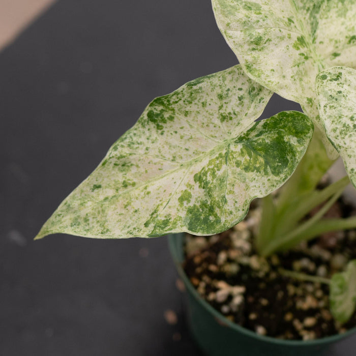 Gabriella Plants Alocasia 4" Alocasia odora 'Batik'