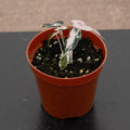 Gabriella Plants Alocasia 4" Alocasia pink variegated 'Bambino'