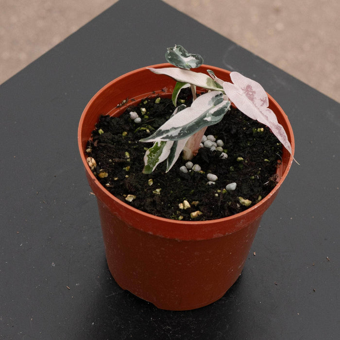 Gabriella Plants Alocasia 4" Alocasia pink variegated 'Bambino'