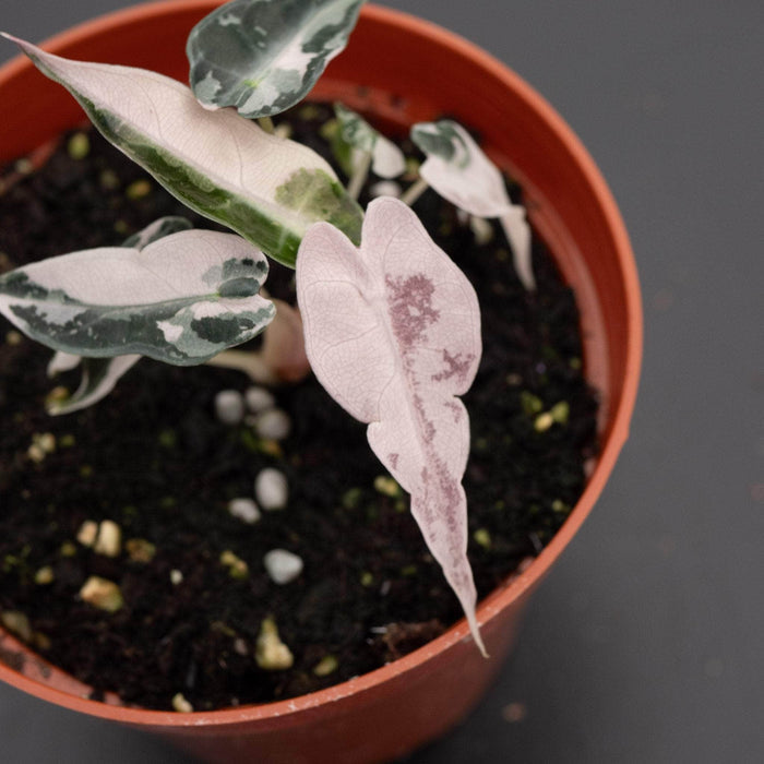 Gabriella Plants Alocasia 4" Alocasia pink variegated 'Bambino'