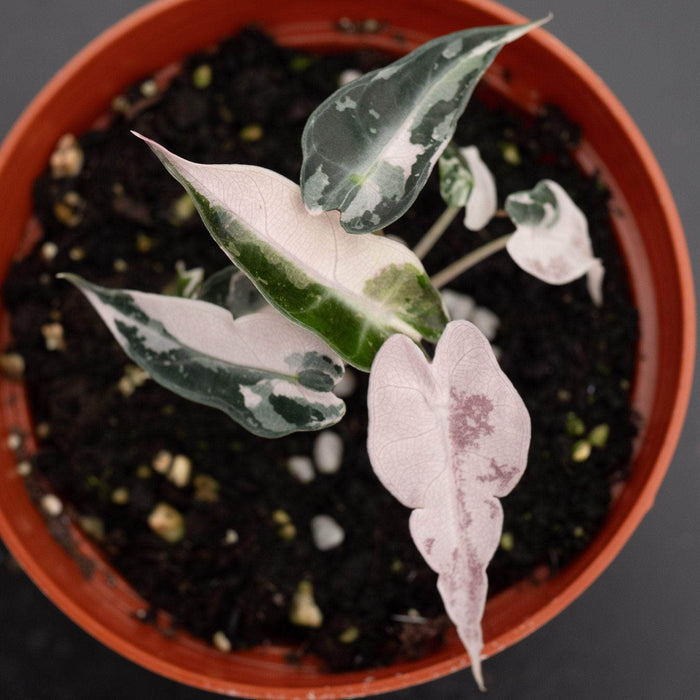 Gabriella Plants Alocasia 4" Alocasia pink variegated 'Bambino'