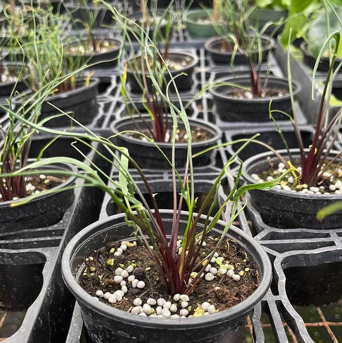 Gabriella Plants Alocasia 4" Alocasia plumbea 'Flying Squid'