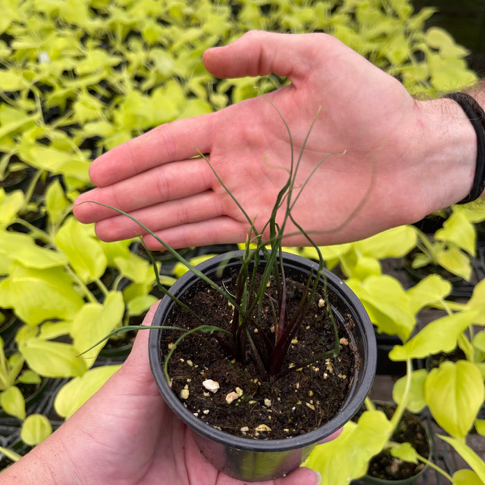 Gabriella Plants Alocasia 4" Alocasia plumbea 'Flying Squid'