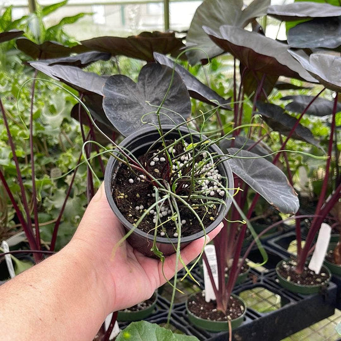 Gabriella Plants Alocasia 4" Alocasia plumbea 'Flying Squid'