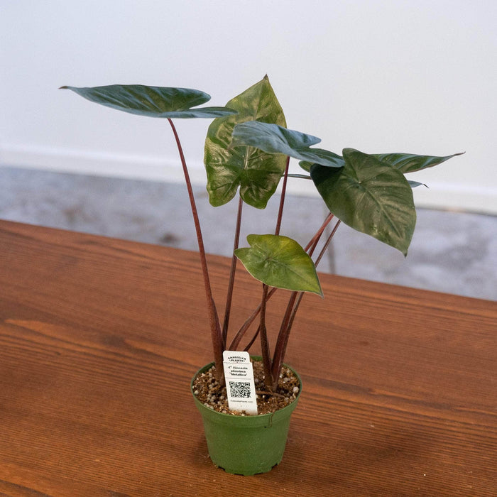 Gabriella Plants Alocasia 4" Alocasia plumbea 'Metallica'