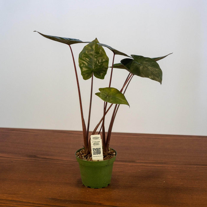 Gabriella Plants Alocasia 4" Alocasia plumbea 'Metallica'