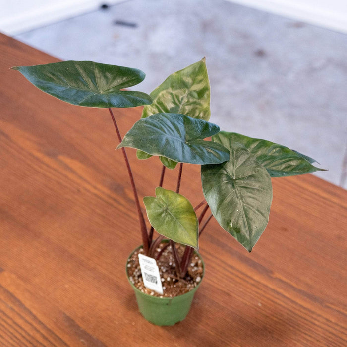 Gabriella Plants Alocasia 4" Alocasia plumbea 'Metallica'