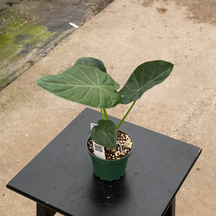 Gabriella Plants Alocasia 4" Alocasia 'Regal Shields'