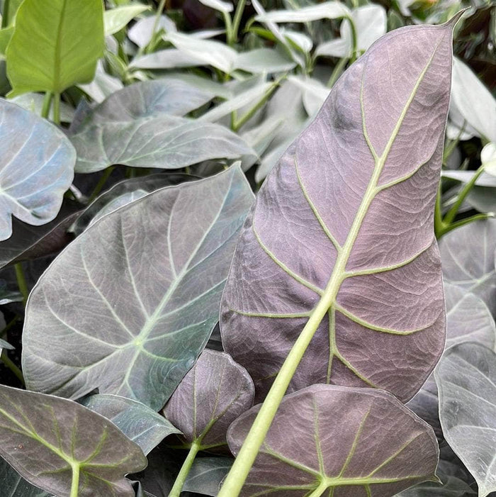 Gabriella Plants Alocasia 4" Alocasia 'Regal Shields'