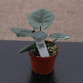 Gabriella Plants Alocasia 4" Alocasia reginae