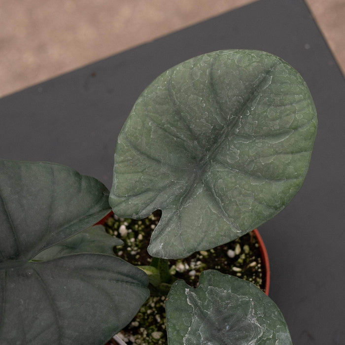Gabriella Plants Alocasia 4" Alocasia reginae