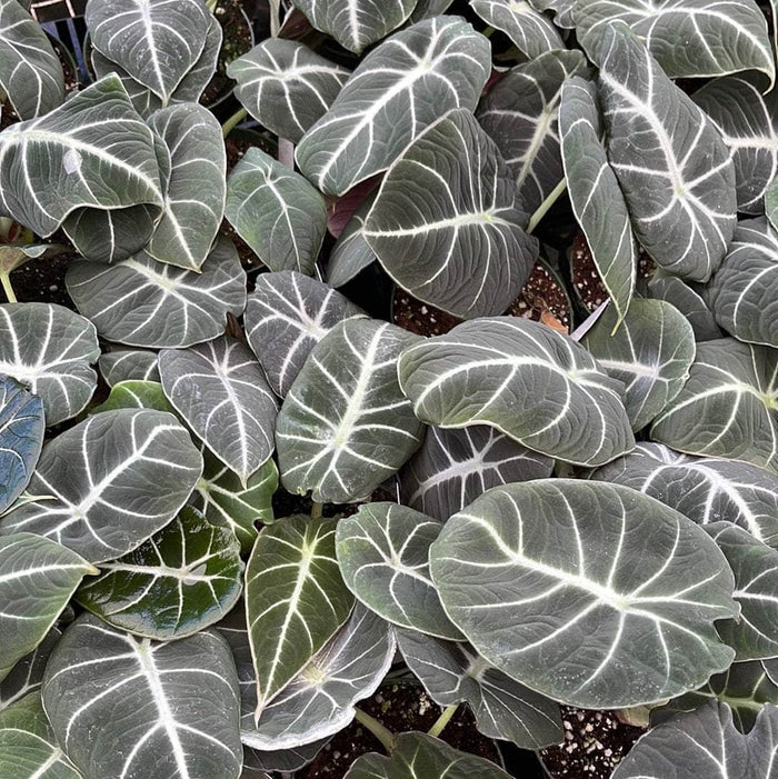 Gabriella Plants Alocasia 4" Alocasia regulina "Black Velvet"