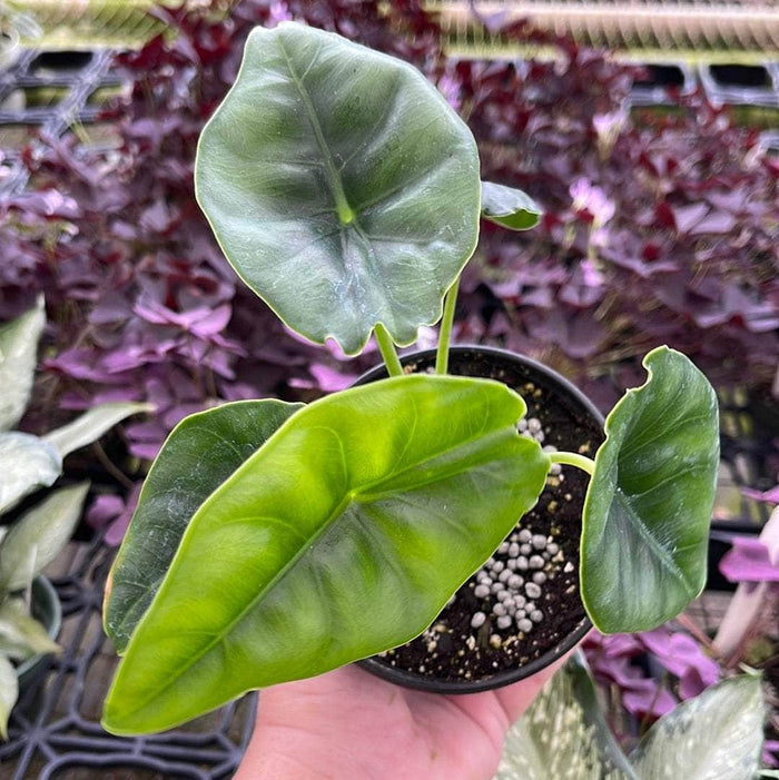 Gabriella Plants Alocasia 4" Alocasia reversa