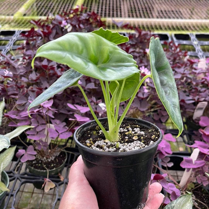Gabriella Plants Alocasia 4" Alocasia reversa