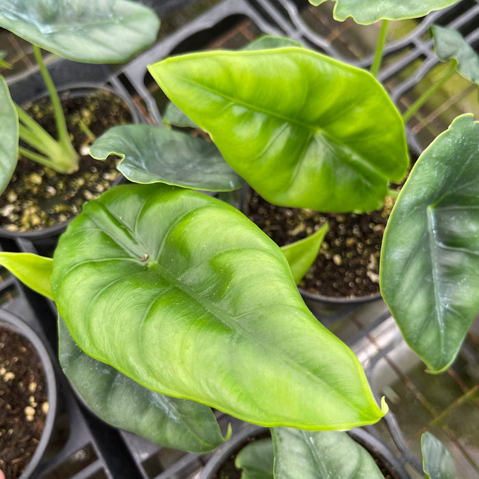 Gabriella Plants 4" Alocasia reversa