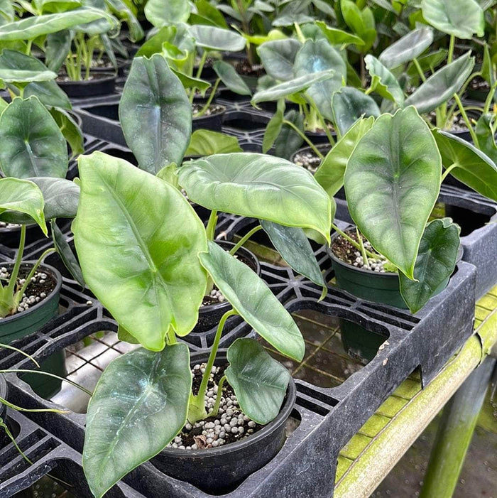 Gabriella Plants Alocasia 4" Alocasia reversa